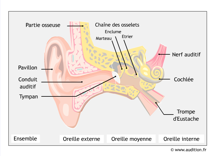 Anatomie de l'oreille externe : tout savoir - Ideal Audition - Ideal  Audition